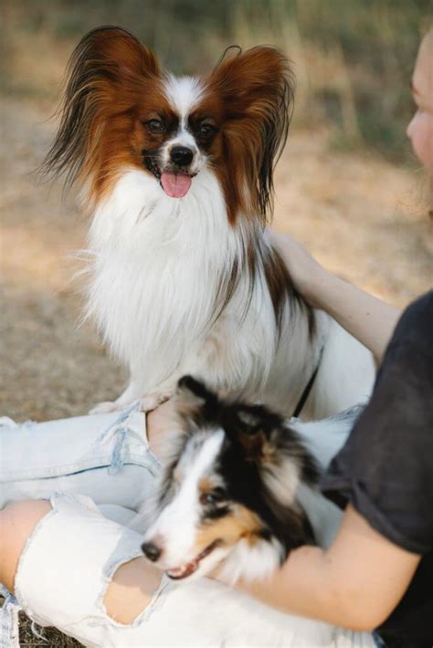 Papillon Dog Breed Information Pictures Characteristics And Facts