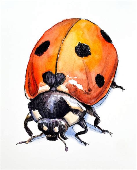 Line And Wash Drawing Of A Ladybug Timed Drawing Exercise