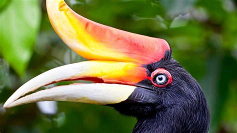Try to determine if the city is located in malaysia, indonesia, or thailand. Beautiful Hornbill Bird Rhino Thailand Malaysia Indonesia ...