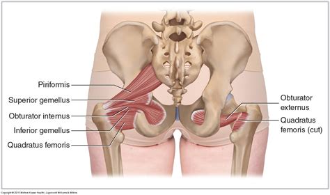 Made of deep transversus perinei muscles (most posterior and anterior) and sphincter urethra muscle that surrounds urethra (more of an arch in. obturator externus Archives - Learn Muscles