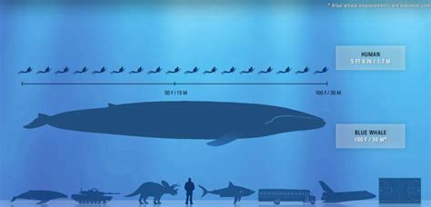 Will cardano go up or crash? Blue Whales: Meet the Largest Creatures On Earth