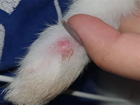 Help Theres A Red Lump On My Rabbits Paw I Am A First Time Rabbit