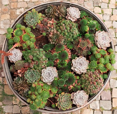How To Prepare Your Succulents For Winter Succulent Care Guide