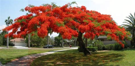Jacaranda Tree Florida Red Too Big Webzine Photography