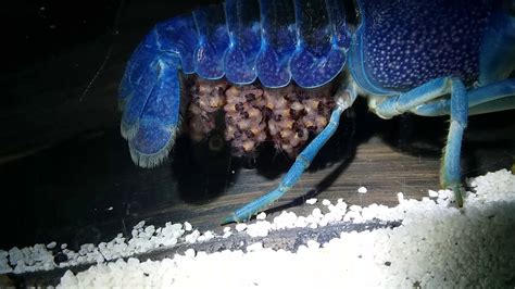 Pregnant Blue Lobster Dropping Babies Youtube