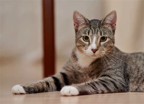 It is often symptomatic of some larger issue. Diarrhea in Cats | petMD