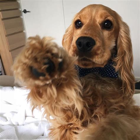 Questions and answers about english cocker spaniel temperament, personality, behavior, physical traits and characteristics, feeding, health care, buying there's an adorable english cocker spaniel puppy at the pet shop. Cocker spaniel | Spaniel puppies, Cocker spaniel dog ...