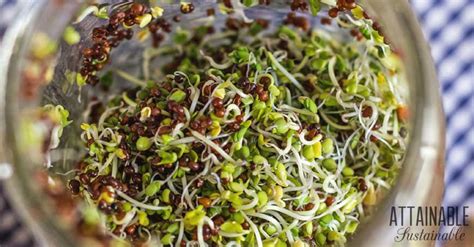 Broccoli Sprouts How To Grow Them For Fresh Greens Year Round
