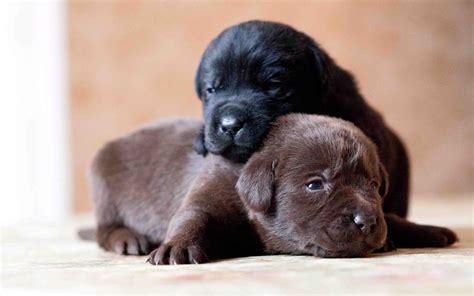 Cute Black Lab Puppies Wallpapers On Wallpaperdog