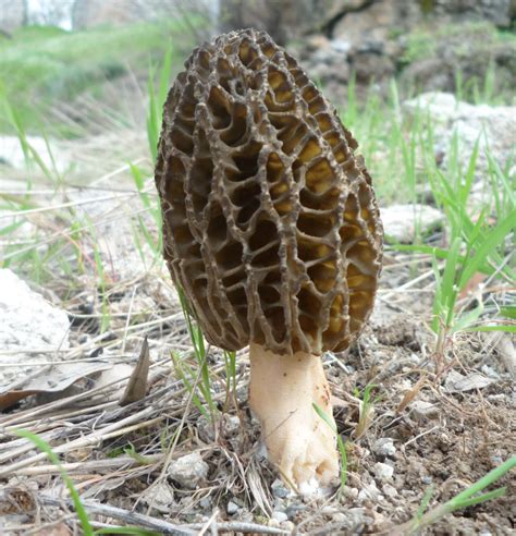 Morel Mushroom - Cortijo de la PlataCortijo de la Plata