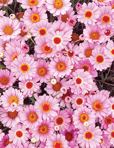 Marguerite Daisy Sassy Pink Tesselaar