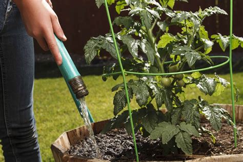 Should You Water Tomato Plant Leaves Proper Watering Tips You Should Know