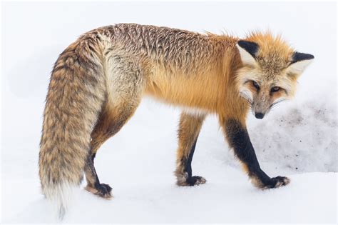 Red Fox Free Stock Photo Public Domain Pictures