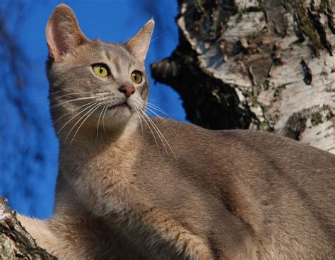 Fileblue Abyssinian Cat In Treeidsfa Wikipedia