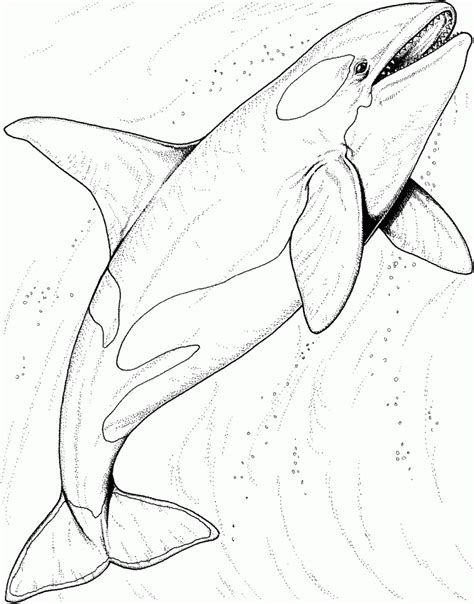 Free printable whale coloring pages for kids. Free Printable Shark Coloring Pages For Kids | Ocean ...