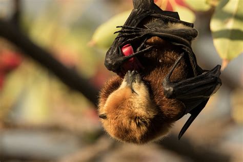 Flying Foxes In Peril — Shorthand Social