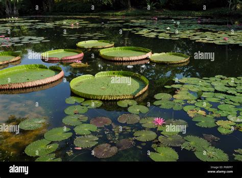 A Lotus Pond In Gardens By The Bay Singapore Stock Photo Alamy