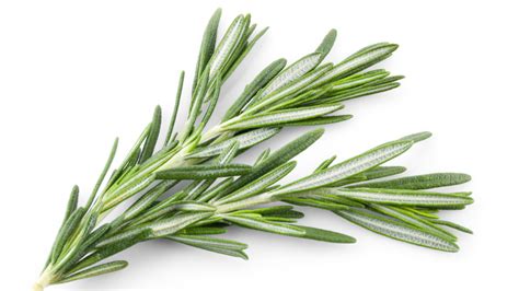 Discovernet Everything You Need To Know About Rosemary