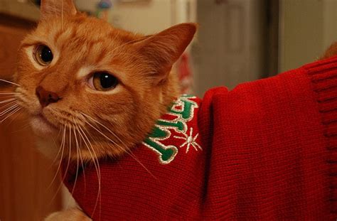 These 26 Cats Wearing Christmas Sweaters Will Put A Smile