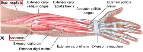 Preparing for the study of anatomy and physiology. posterior forearm muscles