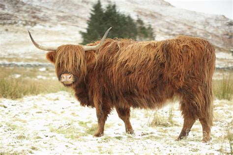 Scottish Red Highland Cow In Winter Photograph By Maria Gaellman Fine