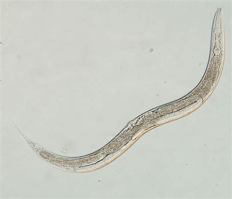 C. elegans | Okinawa Institute of Science and Technology OIST
