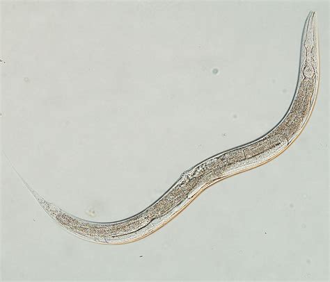 C Elegans Okinawa Institute Of Science And Technology Oist