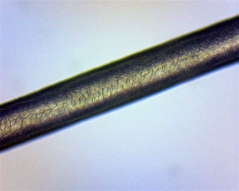 The field iris diaphragm is still visible at the corners. Children's Science Activity - Microscope Experiment ...