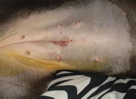 When considering spay/neuter for your dog, it is important to balance the benefits against the risks. New Blog 1 : Female Dog Spayed