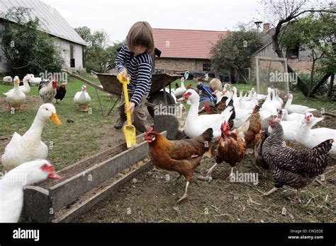 Strahlende Dorf Kinder Füttern Hühner Und Enten Auf Dem Bauernhof Stockfotografie Alamy