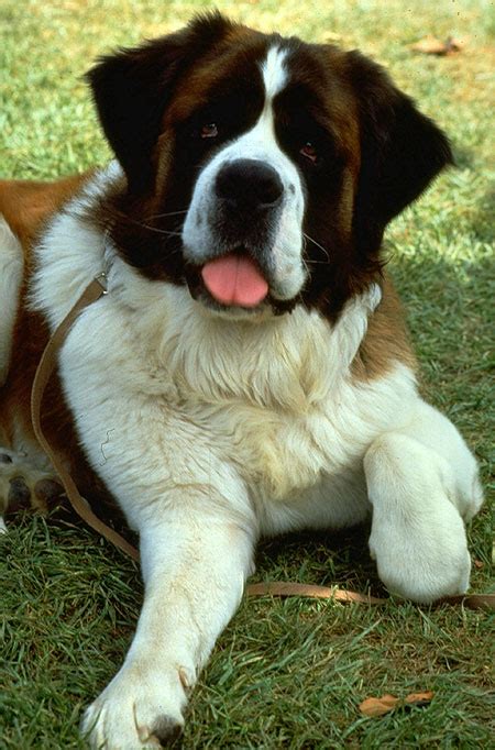 Maybe you would like to learn more about one of these? Beethoven, Sleduj filmy online zdarma na SledujuFilmy.cz