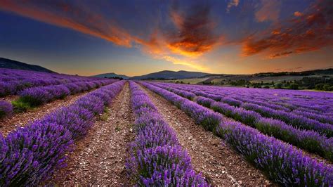 Lavender Field At Starry Night Wallpapers Wallpaper Cave