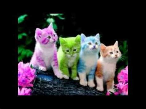 Cute Wallpapers Free Download – POTO BUTUT