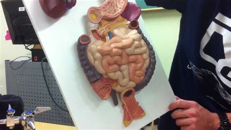 The Wizard's Anatomy: The Alimentary Canal Model - YouTube