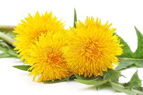 Bouquet Of Yellow Dandelions Stock Photo Image Of Weed Nature 91409360