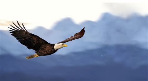 The eagle is said to be a true reflection of our spiritual energy. LIKE THE EAGLE: RISE ABOVE THE STORM - inspired2go