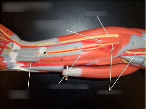 Ventral Forearm Deep Diagram Quizlet