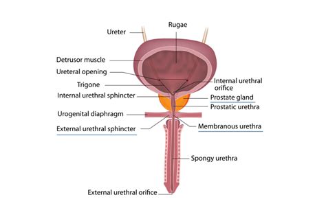 Male Pelvic Anatomy Diagram Sperling Prostate Center