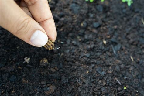 Modern scarification (euler s identity) scarifying involves scratching, etching, burning, or superficially… scarification is usually more visible on darker skinned people than tattoos. Seed Scarification: How, When and Why to Scarify Seeds