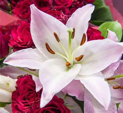 Common types of flowers with pictures. Types Of Lilies - Flower Press