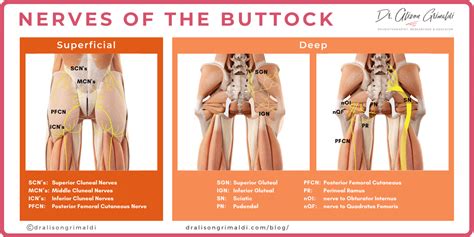 Getting To The Bottom Of Buttock Pain Part Dr Alison Grimaldi