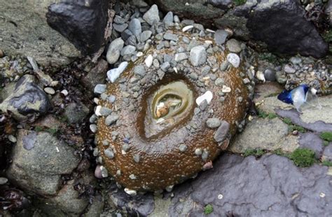 Kirk corner notch (small variety) cluster: Palmer's Point at Patrick's Point State Park, Trinidad, CA ...