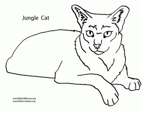 Download Wild Cat Coloring Pages - Coloring Home