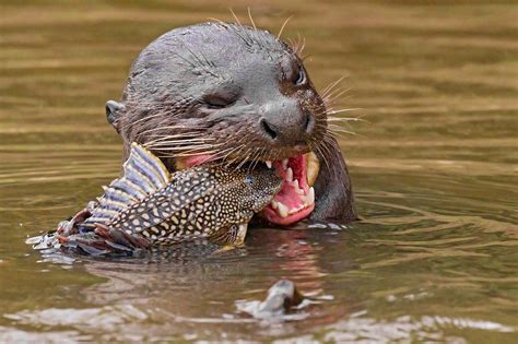 What You Didnt Know About Otters Their Playful Personality And
