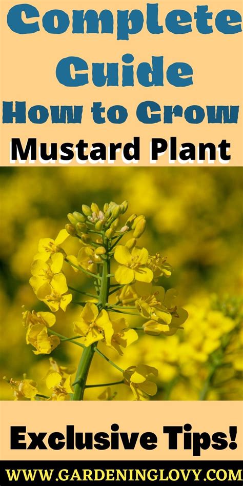 Mustard Plant Exclusive Tips On How To Grow And Care Guide Mustard