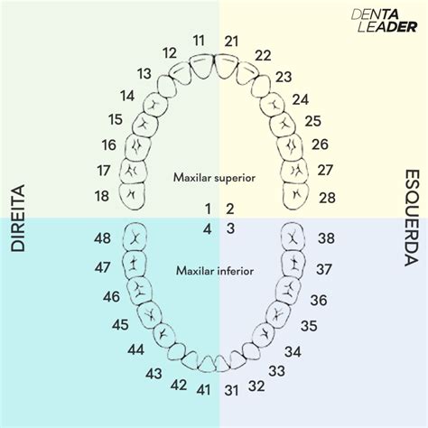 Numeração dos dentes Que número corresponde a cada peça dentária