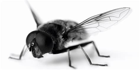 Over 12,967 fruit flies pictures to choose from, with no signup needed. 18 Nontoxic Ways To Keep Pests At Bay This Summer | HuffPost
