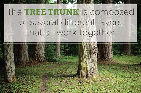 Many muscles that move the trunk and legs, such as our abdominal muscles, attach to the hip bones. Parts of a Tree - Learn Basic Tree Anatomy (Video)