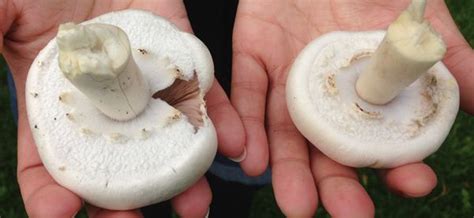 Identifying White Mushrooms Stuffed Mushrooms White Mushrooms Edible