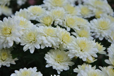 In addition to being traditional flowers for weddings and sympathy bouquets, you can find white flowers in many types of floral arrangements. White Chrysanthemum | Chrysanthemums, often called mums or ...